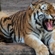 Image for article titled Tigers and Polar Bears Get Nothing From Capitalism